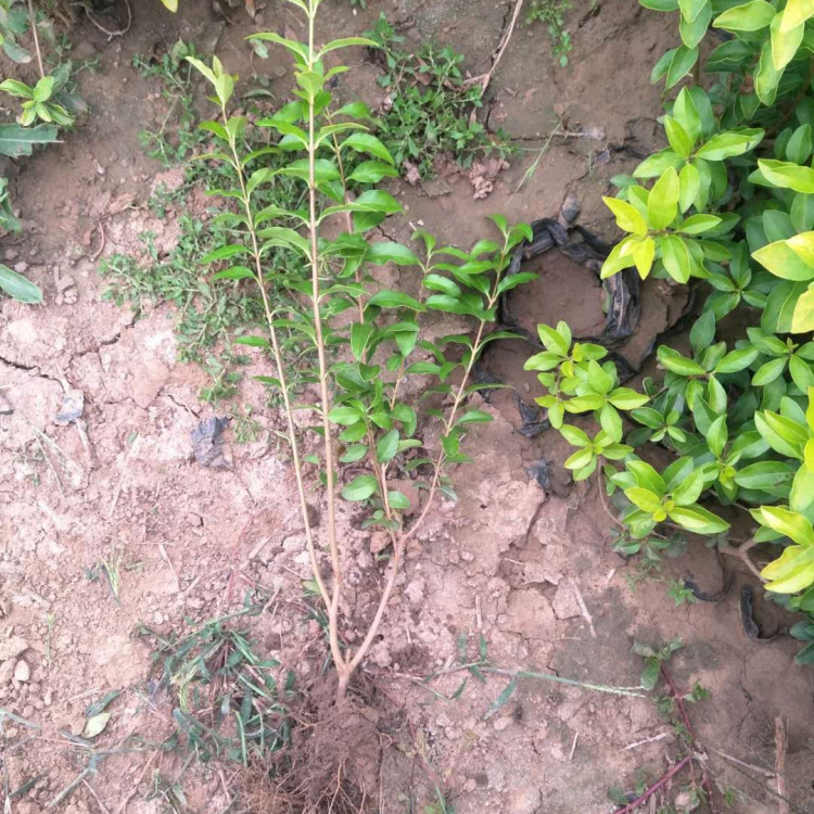 金叶女贞小苗 质优价廉 金叶女贞种植基地