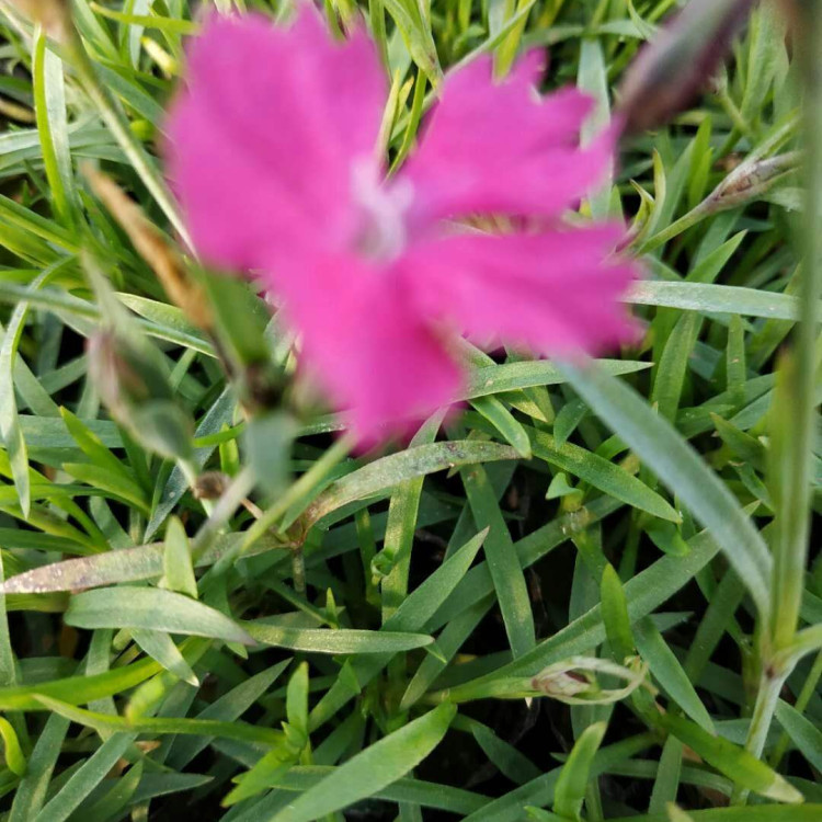 欧石竹价格 苗圃直供开花欧石竹
