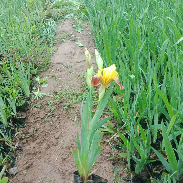 山东鸢尾小苗批发 鸢尾供货商 基地出售鸢尾