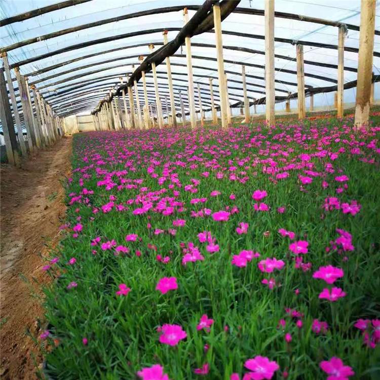 欧石竹批发价格 基地优惠直发开花欧石竹