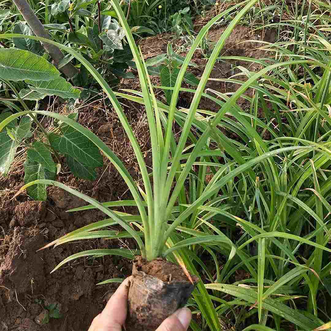 大花萱草基地 保质保量 冠鑫种植大花萱草