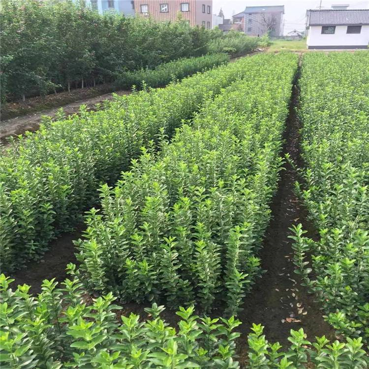 大叶黄杨苗木 大叶黄杨批发 大叶黄杨苗圃供应