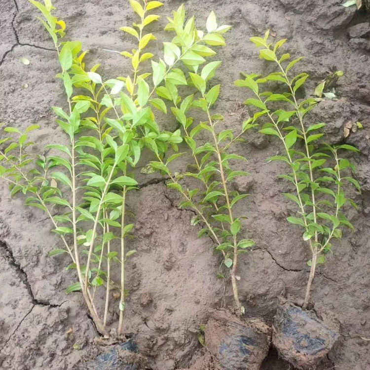 绿地广场绿化苗 保质保量 金叶女贞种植批售