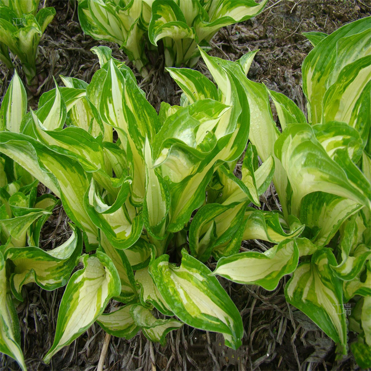 花叶玉簪种植户 花叶玉簪绿化用苗 江瑞