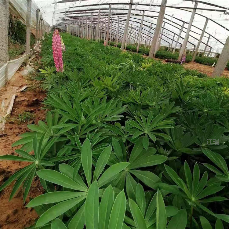 美丽乡村绿化鲁冰花批发 羽扇豆江瑞直批
