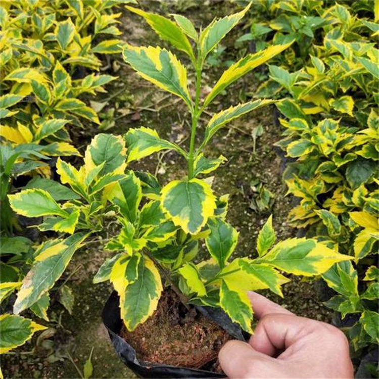 山东金边连翘种植基地 花坛点缀金边连翘价格 欢迎选购