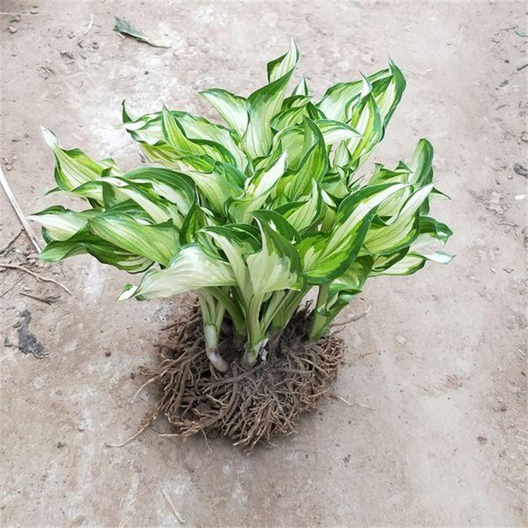 路旁绿化花叶玉簪批发基地 花叶玉簪价格