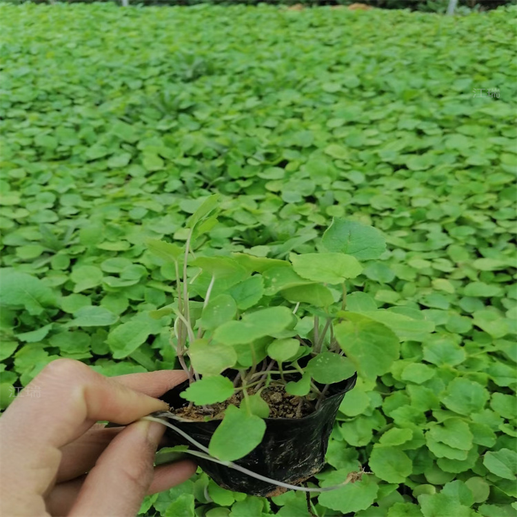 乡村绿化二月兰出售 二月兰种植户 江瑞