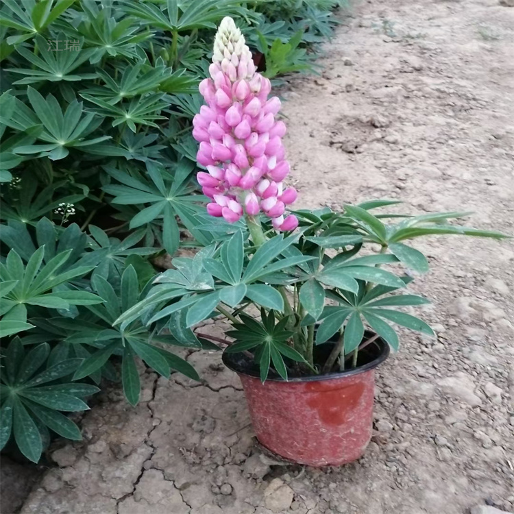 多色羽扇豆批发 鲁冰花种植户 江瑞花卉
