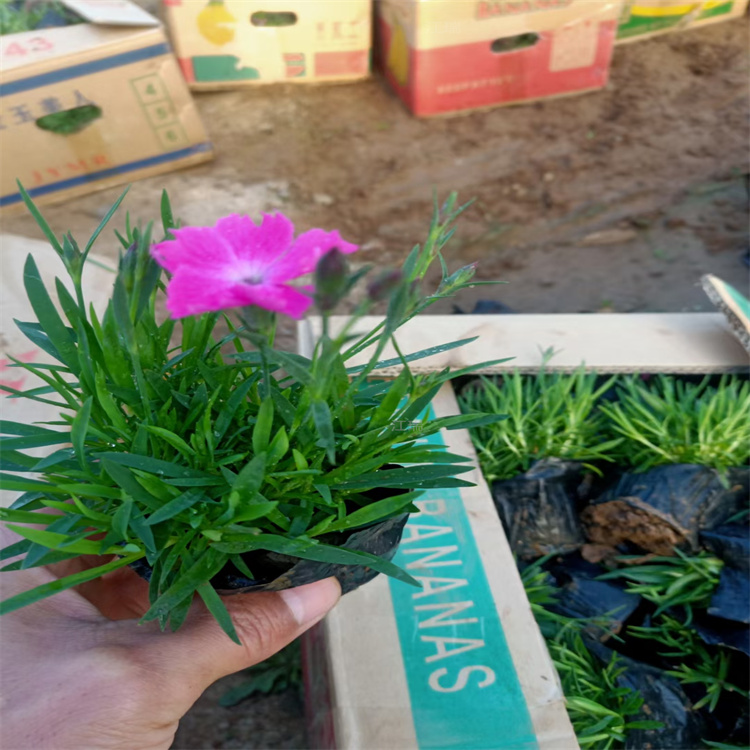 时令花卉 江瑞欧石竹批发供应