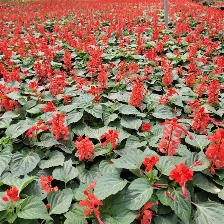 多年生宿根草花  一串红供应商  花海工程