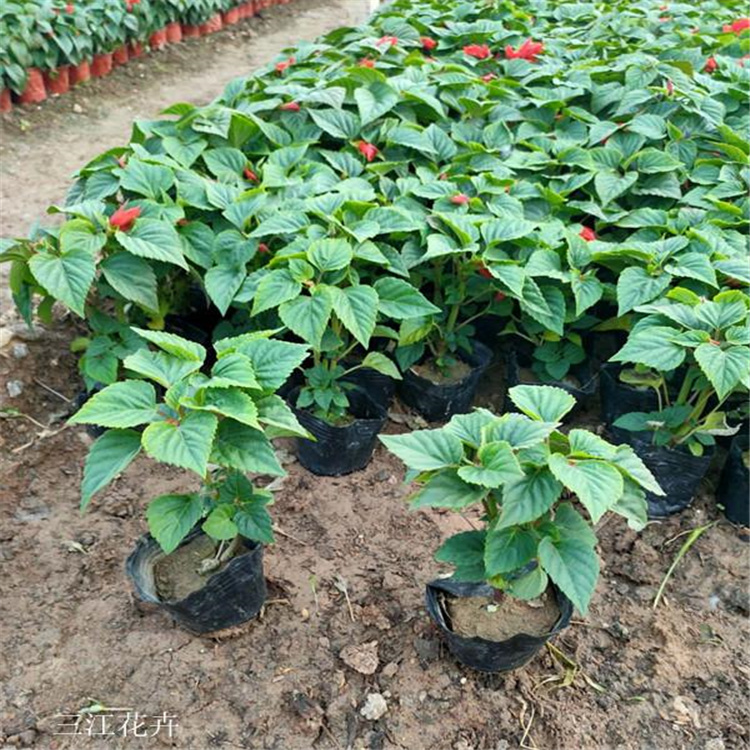 草花种植基地  一串红价格  喜温暖阳光