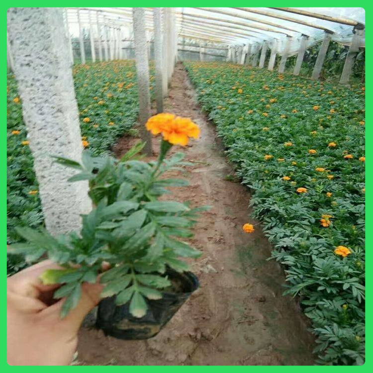 顺阳  孔雀草基地  庭园美化