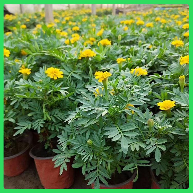 顺阳  孔雀草苗  岩石园点缀栽植