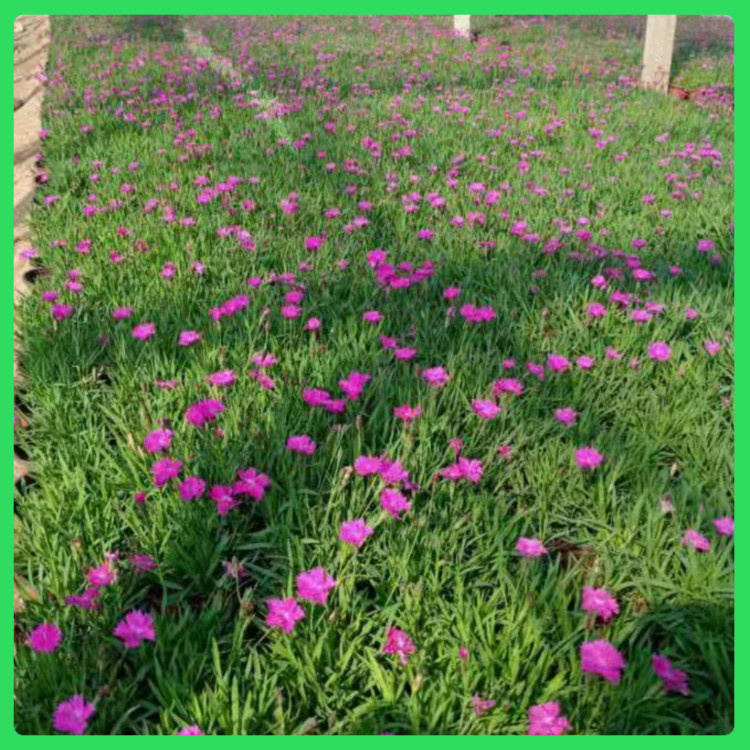 “开花草坪”  欧石竹花海  耐寒、耐旱、耐热