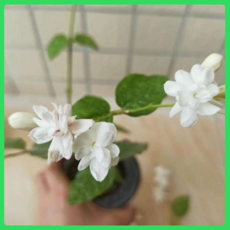 绿化场地园林点缀茉莉花盆栽  茉莉花价格  香味浓厚