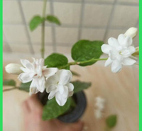绿化场地园林点缀茉莉花盆栽  茉莉花价格  香味浓厚