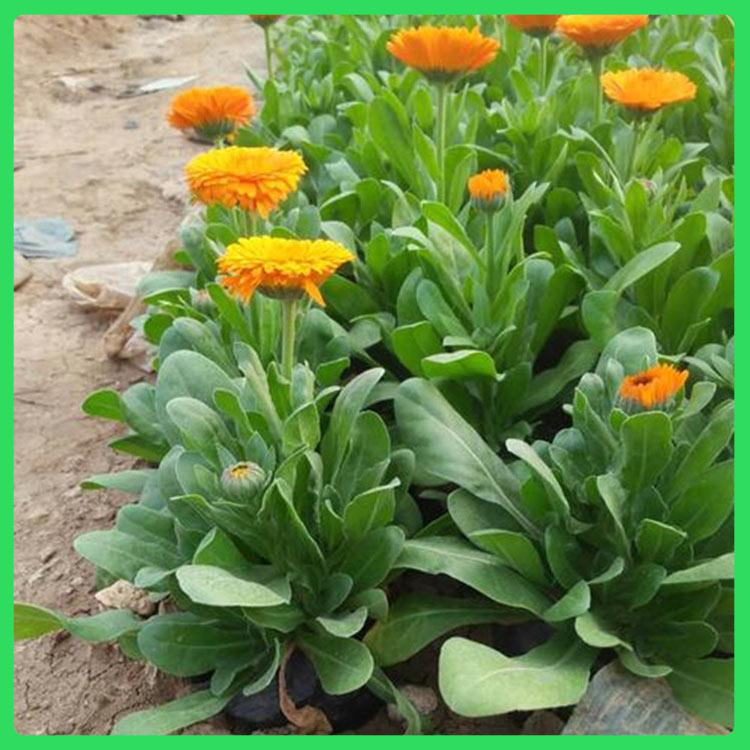 花卉租摆用苗  金盏菊花海工程苗  长势好 生长旺盛