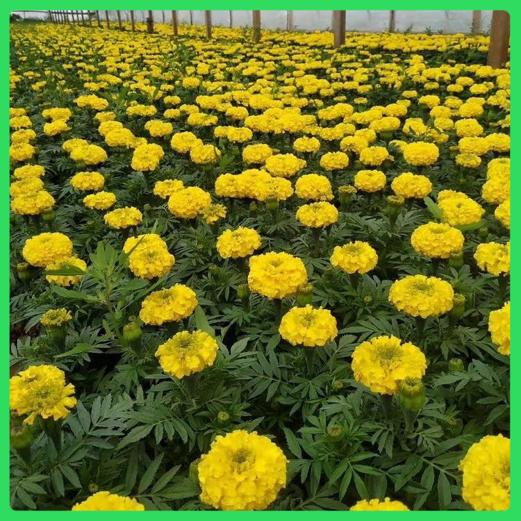 顺阳  红色孔雀草  花色丰富 醒目