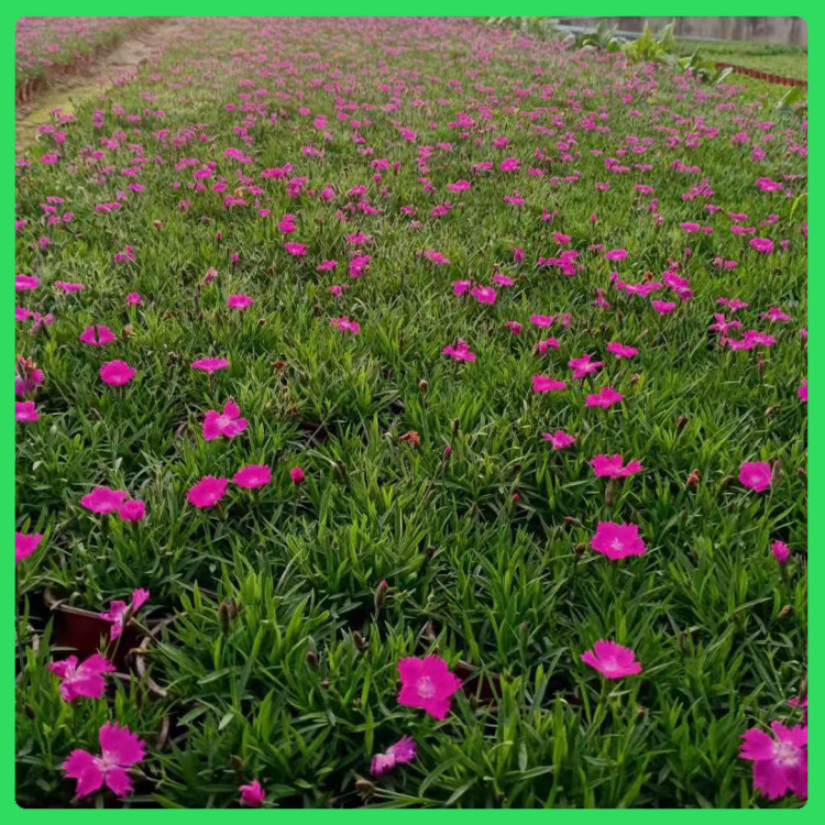 “开花草坪”  欧石竹批发商  浅色系草花，可用于花海打造