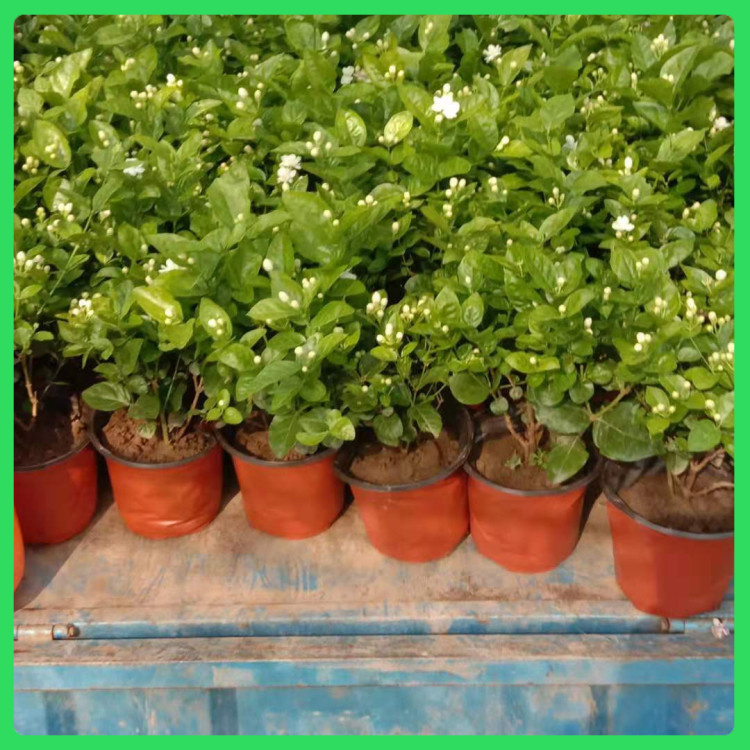 庭院美化茉莉花树  单瓣茉莉  清香四溢