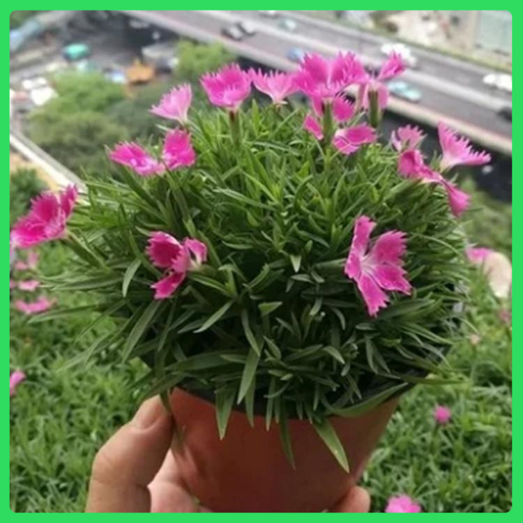 青州大量欧石竹出售  花期长青州顺阳花卉   