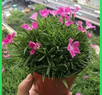 青州大量欧石竹出售  花期长青州顺阳花卉   