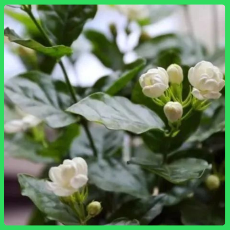叶色翠绿的茉莉盆栽  茉莉花小苗  观赏性好
