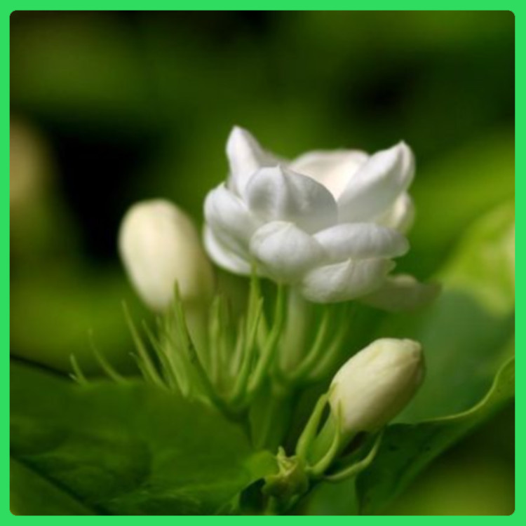 庭院美化茉莉花树  开花茉莉花盆栽  花色洁白纯净