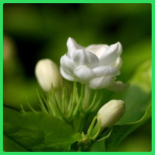 庭院美化茉莉花树  开花茉莉花盆栽  花色洁白纯净