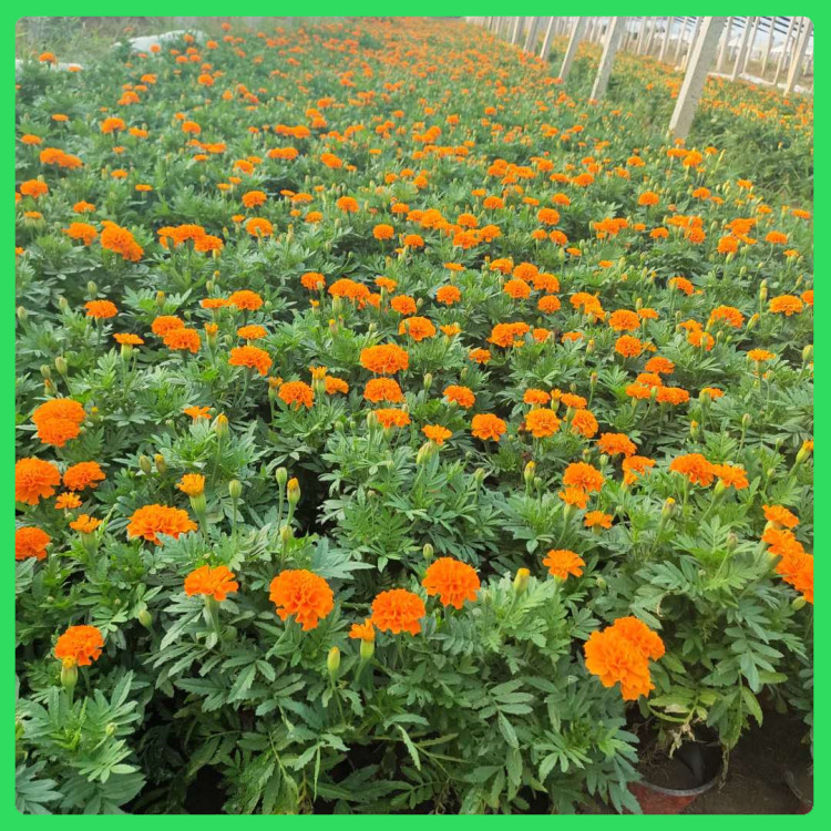 顺阳花卉  孔雀草批发  花朵丰富，花期长