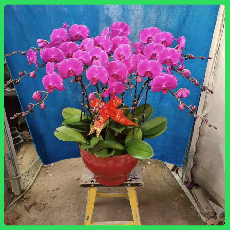 服务台点缀观赏用花  蝴蝶兰价格  花朵数多观赏性好