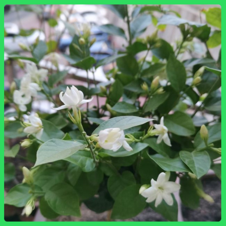 室内观赏点缀茉莉花盆栽  双瓣茉莉  香味浓厚
