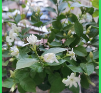 室内观赏点缀茉莉花盆栽  双瓣茉莉  香味浓厚
