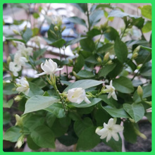 室内观赏点缀茉莉花盆栽  双瓣茉莉  香味浓厚