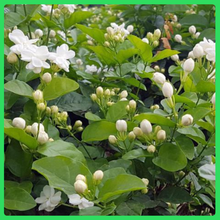 优质茉莉盆栽  茉莉花  清雅宜人