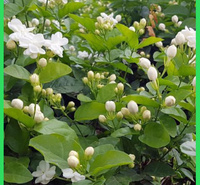 优质茉莉盆栽  茉莉花  清雅宜人