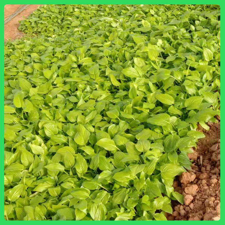 出售白玉簪  白玉簪行情  花期长
