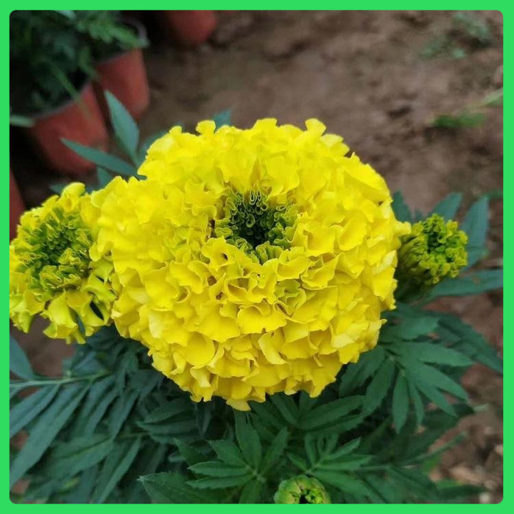 顺阳  孔雀草种植基地  花朵丰富，花期长
