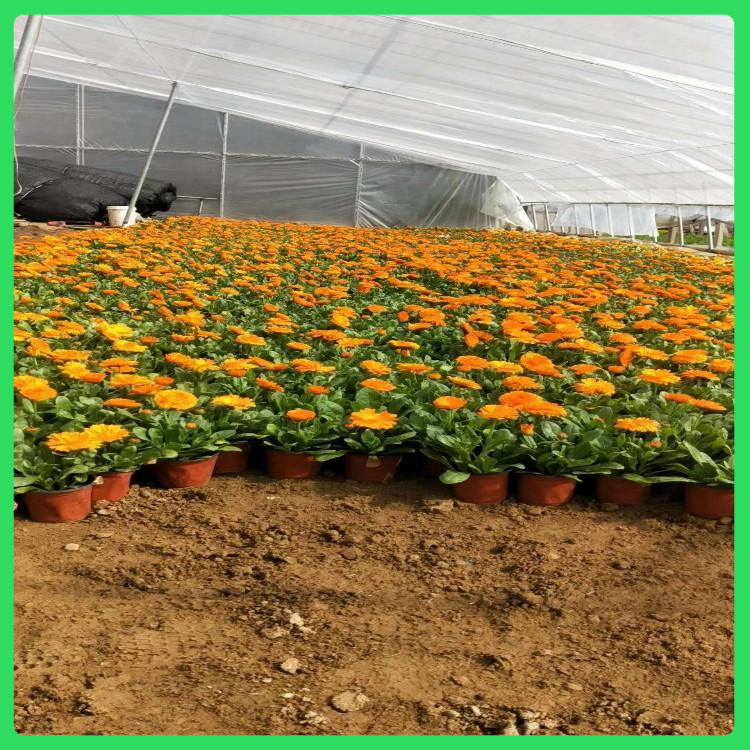 山东金盏菊价格  金盏菊供应  早春开花