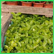叶色翠绿的茉莉盆栽  茉莉花小苗  清香四溢