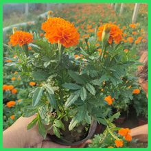 顺阳花卉出售优质孔雀草  花期长青州花卉