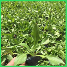 大量供应玉簪  白玉簪种植基地  观赏性好