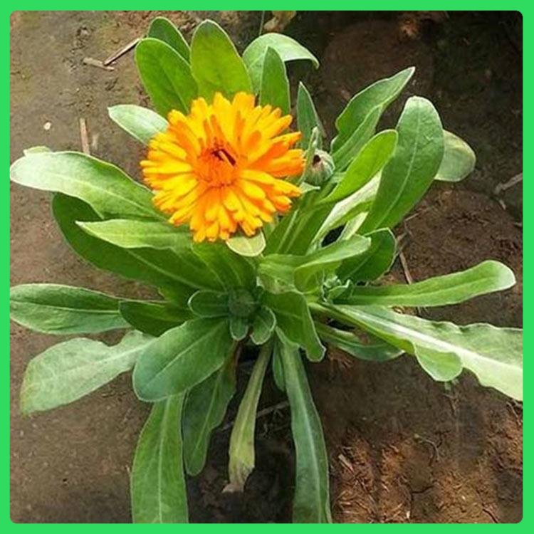绿化花海用金盏菊  金盏菊报价  早春开花
