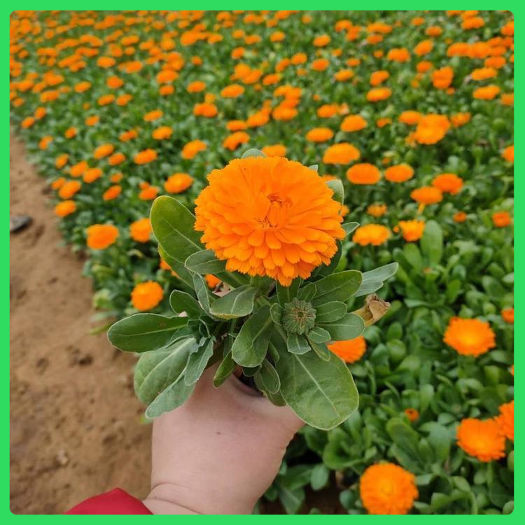 观赏花卉金盏菊  金盏菊批发基地  幼苗生长矮壮、整齐