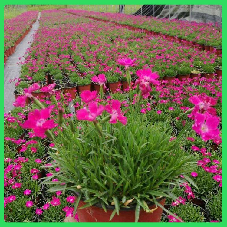 四季常绿  花海用花欧石竹出售       