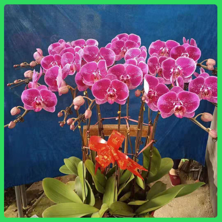 出售优质蝴蝶兰  蝴蝶兰基地顺阳花卉