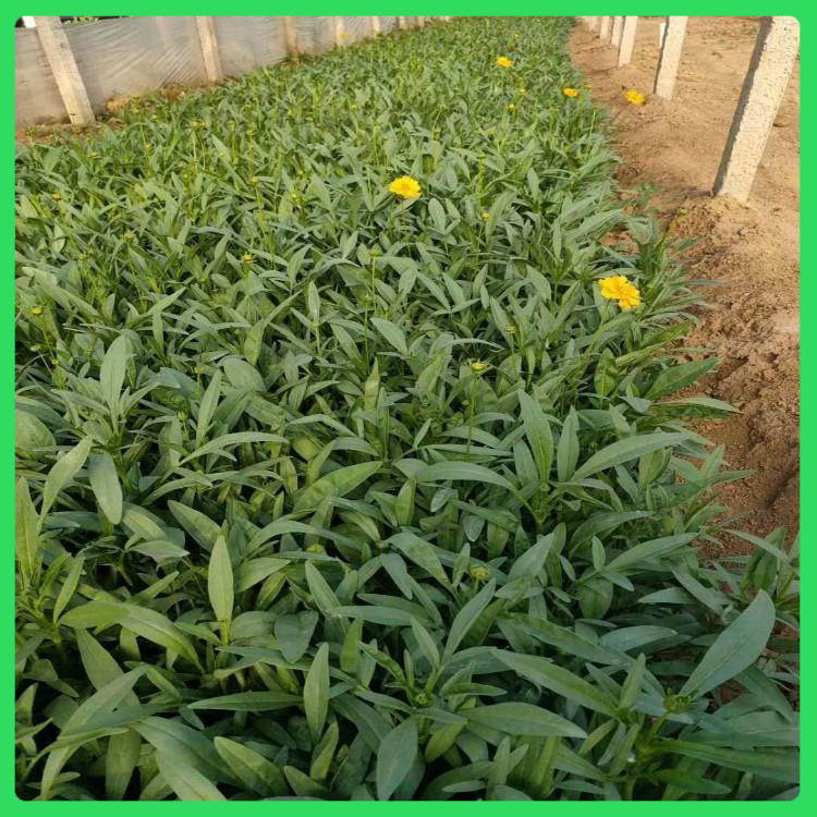 顺阳  大量供应金鸡菊  可用于公园、庭院常见栽培