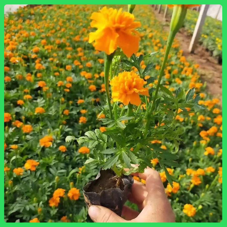 顺阳  出售双色盆孔雀草  庭园美化