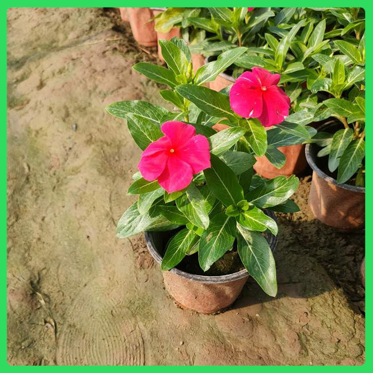 租摆长春花  长春花  常年有花
